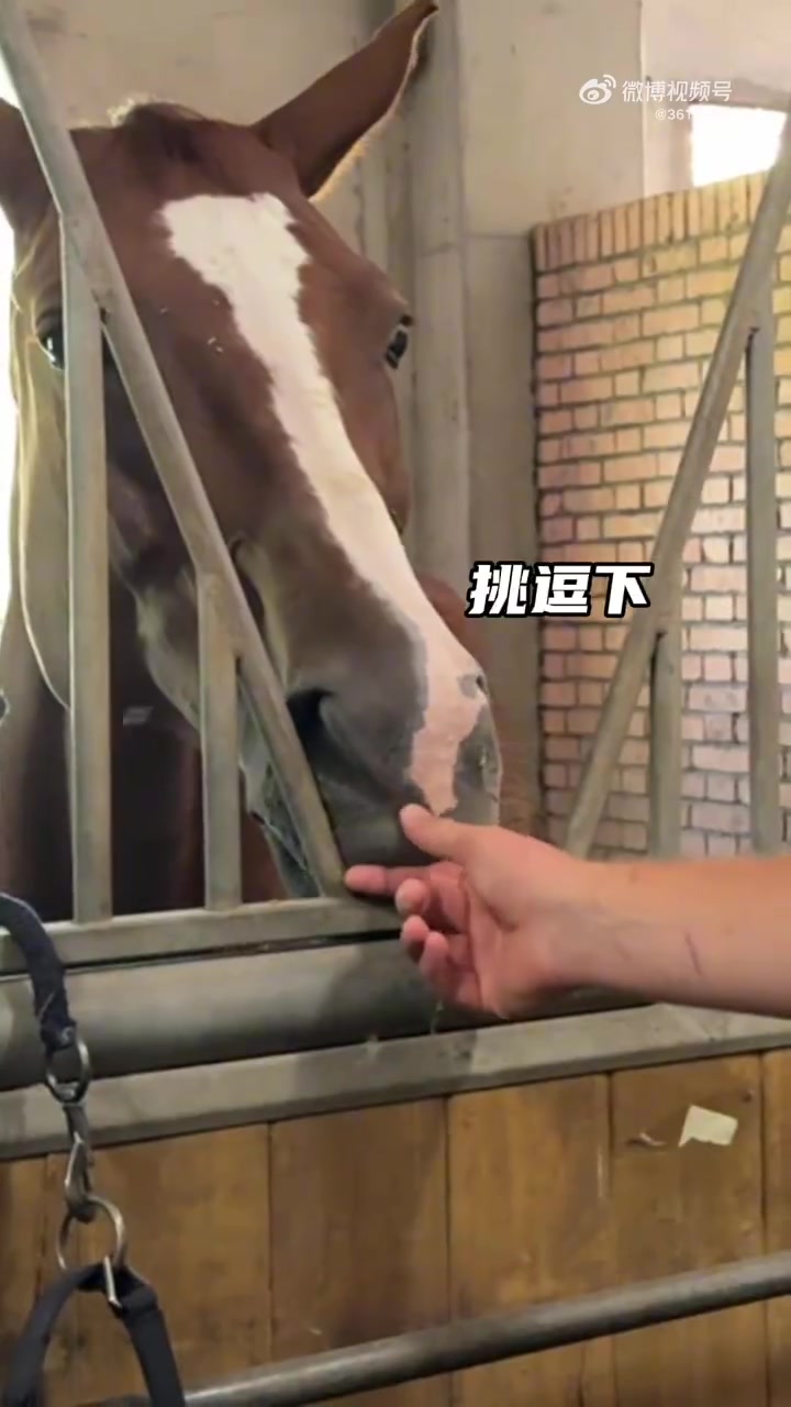 约老师看到马就满眼宠溺 与濮老师和于老师畅聊对马对生活的热爱